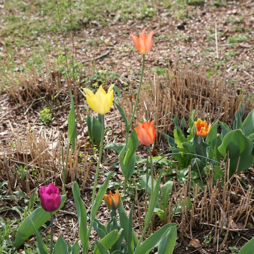 AprilTulips